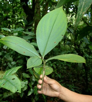  (Costus malortieanus - BioBot05194)  @11 [ ] CreativeCommons - Attribution Non-Commercial Share-Alike (2010) Daniel H. Janzen Guanacaste Dry Forest Conservation Fund