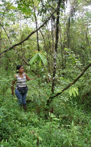  ( - BioBot05219)  @11 [ ] CreativeCommons - Attribution Non-Commercial Share-Alike (2010) Daniel H. Janzen Guanacaste Dry Forest Conservation Fund