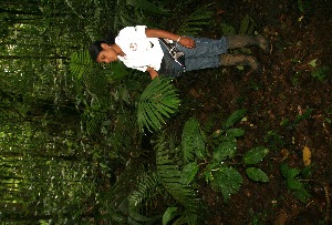  (Prestoea decurrens - BioBot05226)  @11 [ ] Copyright (2010) Unspecified Unspecified