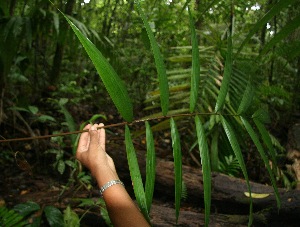  (Welfia regia - BioBot05234)  @11 [ ] CreativeCommons - Attribution Non-Commercial Share-Alike (2010) Daniel H. Janzen Guanacaste Dry Forest Conservation Fund