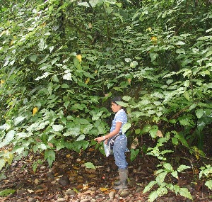  ( - BioBot05237)  @11 [ ] CreativeCommons - Attribution Non-Commercial Share-Alike (2010) Daniel H. Janzen Guanacaste Dry Forest Conservation Fund