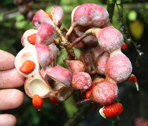  ( - BioBot05239)  @11 [ ] CreativeCommons - Attribution Non-Commercial Share-Alike (2010) Daniel H. Janzen Guanacaste Dry Forest Conservation Fund