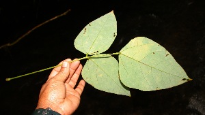  ( - BioBot05239)  @11 [ ] CreativeCommons - Attribution Non-Commercial Share-Alike (2010) Daniel H. Janzen Guanacaste Dry Forest Conservation Fund