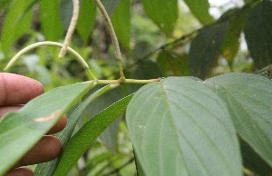  ( - BioBot05284)  @11 [ ] Copyright (2010) Unspecified Unspecified