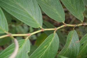  ( - BioBot05284)  @11 [ ] Copyright (2010) Unspecified Unspecified