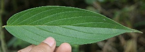  ( - BioBot05284)  @11 [ ] Copyright (2010) Unspecified Unspecified