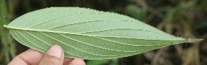  ( - BioBot05284)  @11 [ ] Copyright (2010) Unspecified Unspecified