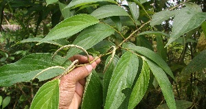  ( - BioBot05285)  @11 [ ] Copyright (2010) Unspecified Unspecified