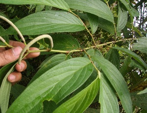  ( - BioBot05285)  @11 [ ] Copyright (2010) Unspecified Unspecified