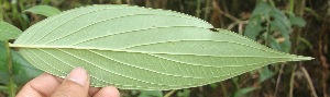  ( - BioBot05285)  @11 [ ] Copyright (2010) Unspecified Unspecified