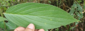  ( - BioBot05285)  @11 [ ] Copyright (2010) Unspecified Unspecified