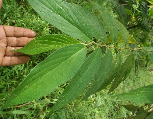  ( - BioBot05286)  @11 [ ] Copyright (2010) Unspecified Unspecified