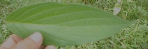  ( - BioBot05286)  @11 [ ] Copyright (2010) Unspecified Unspecified