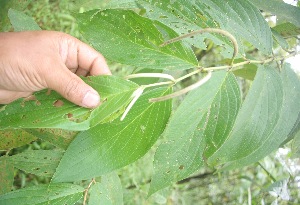  ( - BioBot05286)  @11 [ ] Copyright (2010) Unspecified Unspecified