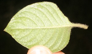 (Coccocypselum herbaceum - BioBot05317)  @11 [ ] Copyright (2010) Unspecified Unspecified