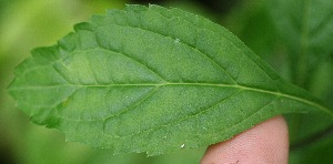  ( - BioBot05343)  @11 [ ] Copyright (2010) Unspecified Unspecified