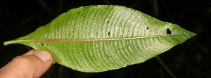  ( - BioBot05344)  @11 [ ] Copyright (2010) Unspecified Unspecified
