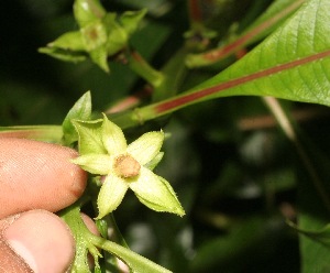  ( - BioBot05344)  @11 [ ] Copyright (2010) Unspecified Unspecified