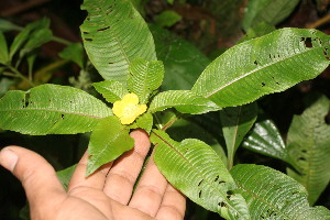  ( - BioBot05345)  @11 [ ] Copyright (2010) Unspecified Unspecified