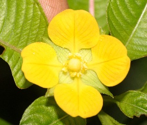  ( - BioBot05345)  @11 [ ] Copyright (2010) Unspecified Unspecified