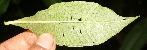  ( - BioBot05345)  @11 [ ] Copyright (2010) Unspecified Unspecified