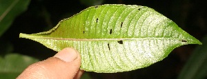  ( - BioBot05345)  @11 [ ] Copyright (2010) Unspecified Unspecified