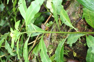  ( - BioBot05346)  @11 [ ] Copyright (2010) Unspecified Unspecified