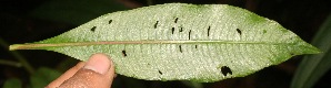  ( - BioBot05346)  @11 [ ] Copyright (2010) Unspecified Unspecified