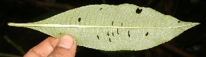  ( - BioBot05346)  @11 [ ] Copyright (2010) Unspecified Unspecified