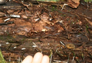  ( - BioBot05350)  @11 [ ] Copyright (2010) Unspecified Unspecified