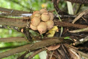  (Astrocaryum alatum - BioBot05350)  @11 [ ] Copyright (2010) Unspecified Unspecified