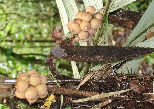  ( - BioBot05350)  @11 [ ] Copyright (2010) Unspecified Unspecified