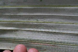  ( - BioBot05350)  @11 [ ] Copyright (2010) Unspecified Unspecified