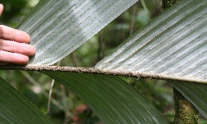  ( - BioBot05351)  @11 [ ] Copyright (2010) Unspecified Unspecified
