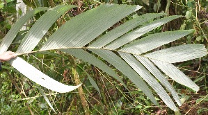  ( - BioBot05351)  @11 [ ] Copyright (2010) Unspecified Unspecified