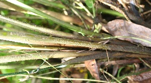  ( - BioBot05351)  @11 [ ] Copyright (2010) Unspecified Unspecified