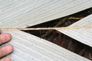  ( - BioBot05352)  @11 [ ] Copyright (2010) Unspecified Unspecified