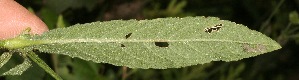  ( - BioBot05385)  @11 [ ] CreativeCommons - Attribution Non-Commercial Share-Alike (2010) Daniel H. Janzen Guanacaste Dry Forest Conservation Fund