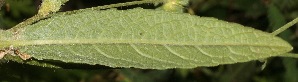  (Elephantopus mollis - BioBot05385)  @11 [ ] CreativeCommons - Attribution Non-Commercial Share-Alike (2010) Daniel H. Janzen Guanacaste Dry Forest Conservation Fund