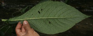  (Vernonia brachiata - BioBot05404)  @11 [ ] CreativeCommons - Attribution Non-Commercial Share-Alike (2010) Daniel H. Janzen Guanacaste Dry Forest Conservation Fund