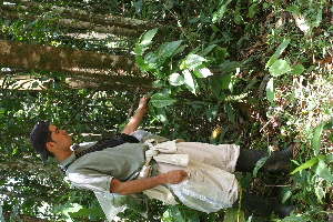  ( - BioBot05417)  @11 [ ] CreativeCommons - Attribution Non-Commercial Share-Alike (2010) Daniel H. Janzen Guanacaste Dry Forest Conservation Fund