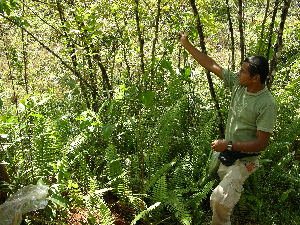  (Mikania cordifolia - BioBot05429)  @11 [ ] CreativeCommons - Attribution Non-Commercial Share-Alike (2010) Daniel H. Janzen Guanacaste Dry Forest Conservation Fund