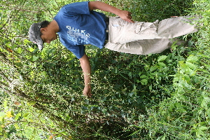  ( - BioBot05443)  @11 [ ] CreativeCommons - Attribution Non-Commercial Share-Alike (2010) Daniel H. Janzen Guanacaste Dry Forest Conservation Fund