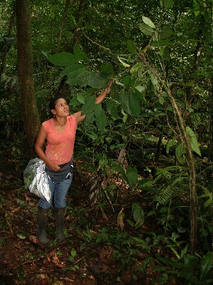  ( - BioBot05553)  @11 [ ] CreativeCommons - Attribution Non-Commercial Share-Alike (2010) Daniel H. Janzen Guanacaste Dry Forest Conservation Fund