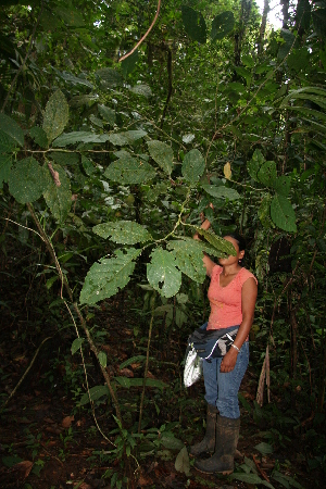  ( - BioBot05554)  @11 [ ] CreativeCommons - Attribution Non-Commercial Share-Alike (2010) Daniel H. Janzen Guanacaste Dry Forest Conservation Fund