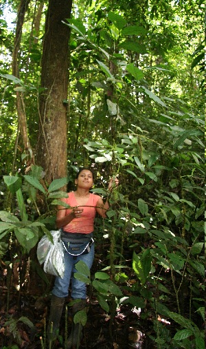  ( - BioBot05556)  @11 [ ] CreativeCommons - Attribution Non-Commercial Share-Alike (2010) Daniel H. Janzen Guanacaste Dry Forest Conservation Fund