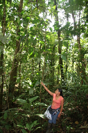  ( - BioBot05557)  @11 [ ] CreativeCommons - Attribution Non-Commercial Share-Alike (2010) Daniel H. Janzen Guanacaste Dry Forest Conservation Fund
