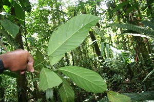  ( - BioBot05557)  @11 [ ] CreativeCommons - Attribution Non-Commercial Share-Alike (2010) Daniel H. Janzen Guanacaste Dry Forest Conservation Fund