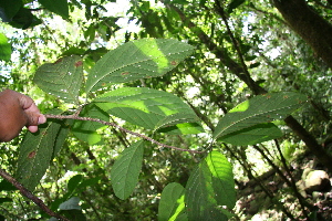  ( - BioBot05557)  @11 [ ] CreativeCommons - Attribution Non-Commercial Share-Alike (2010) Daniel H. Janzen Guanacaste Dry Forest Conservation Fund
