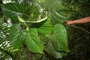  ( - BioBot05576)  @11 [ ] CreativeCommons - Attribution Non-Commercial Share-Alike (2010) Daniel H. Janzen Guanacaste Dry Forest Conservation Fund